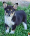 Pembroke Welsh Corgi